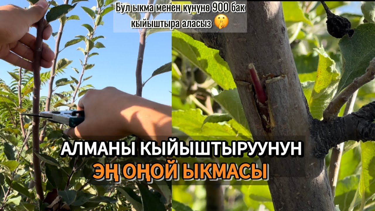 Күзүндө алма,алмурутту кыйыштыруунун эң жеңил ыкмасы !