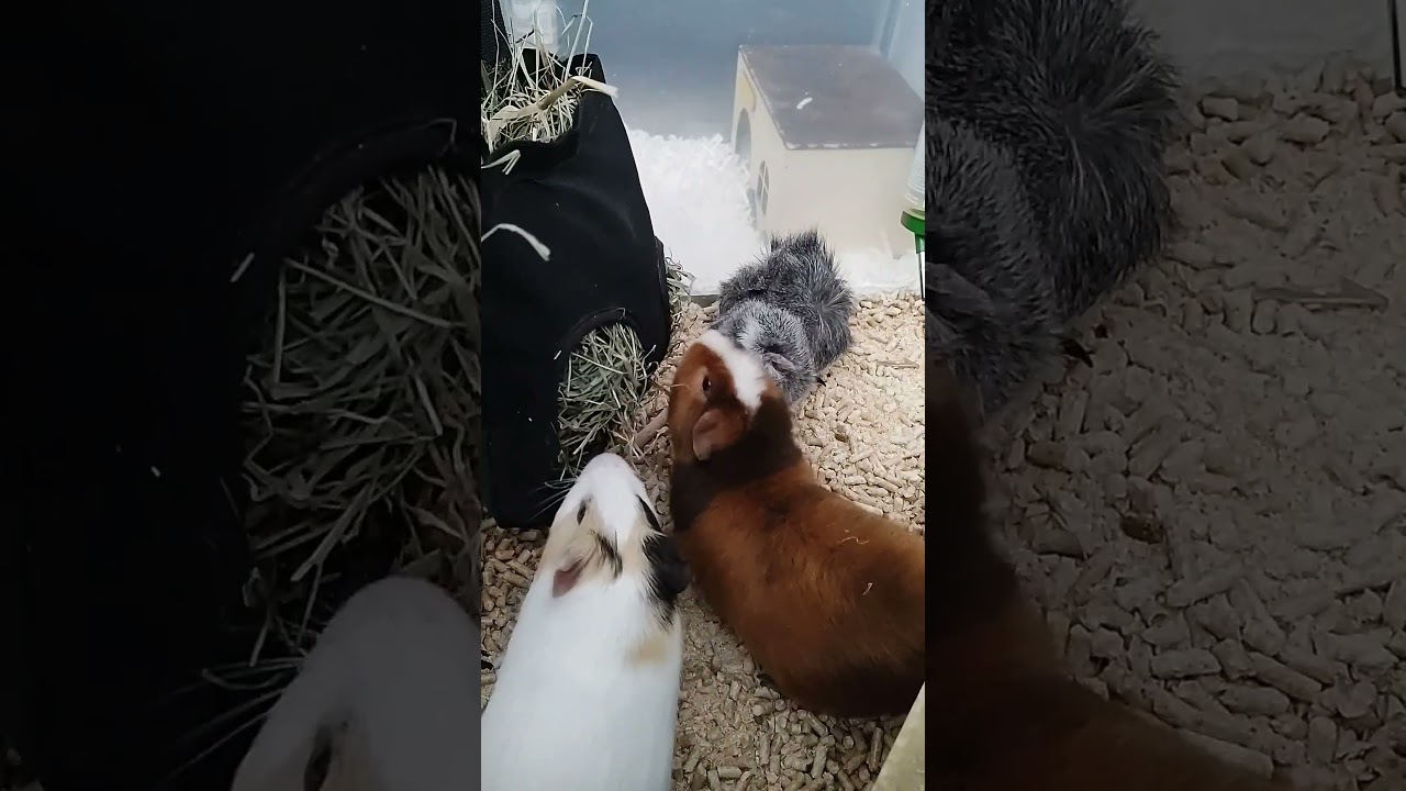 Golden trio: Kevin, Costner and Paris enjoying hay #cuteanimals #guineapig #pets #cute #cavia #asmr