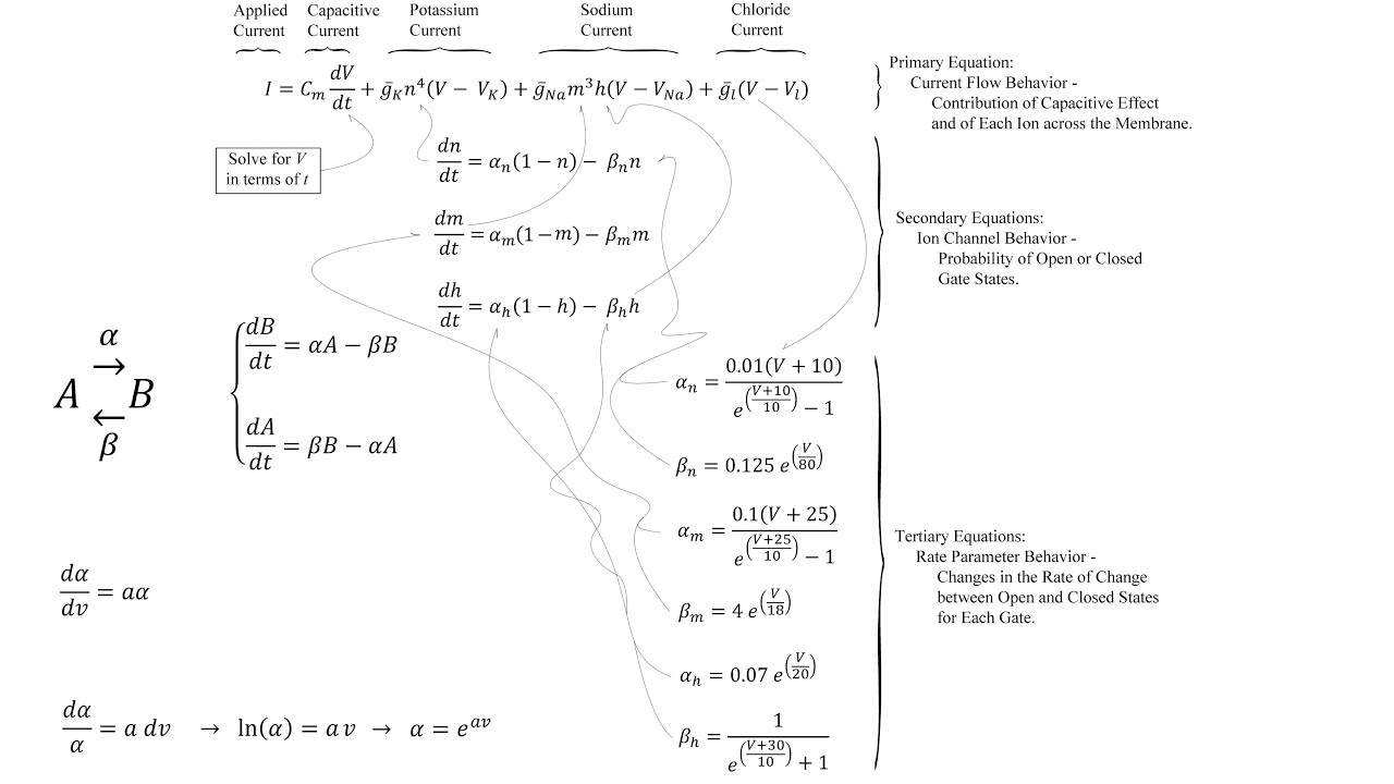 Modeling Neuron Action Potentials and Electrolyte Physiology with Hodgkin-Huxley Equations in Matlab