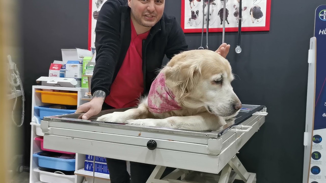 Kedi ve Köpeklerde #Mikroçip Uygulaması #VederinerBey