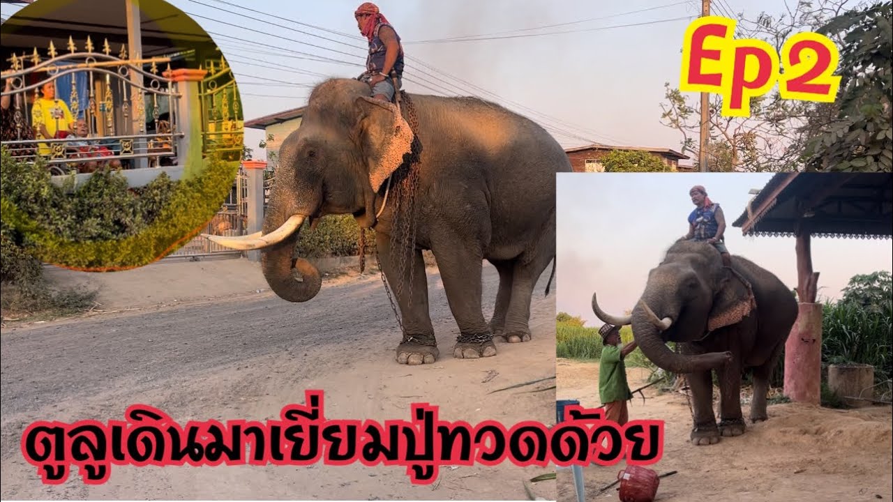 Ep2💢ตูลูเดินมาเยี่ยมปู่ทวด‼️แล้วไปอาบน้ำขัดตัว