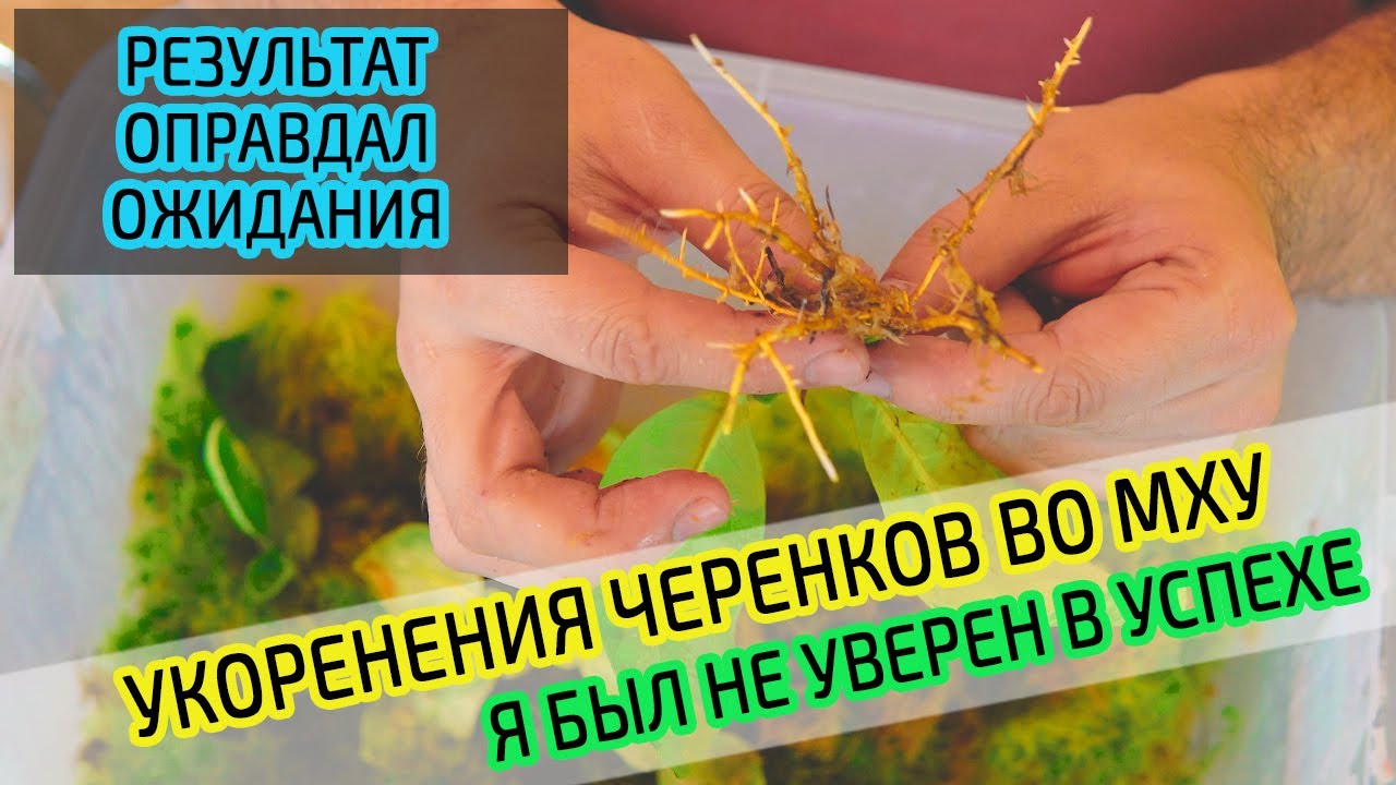 Результат укоренения черенков во мху сфагнум. Первый бокс.