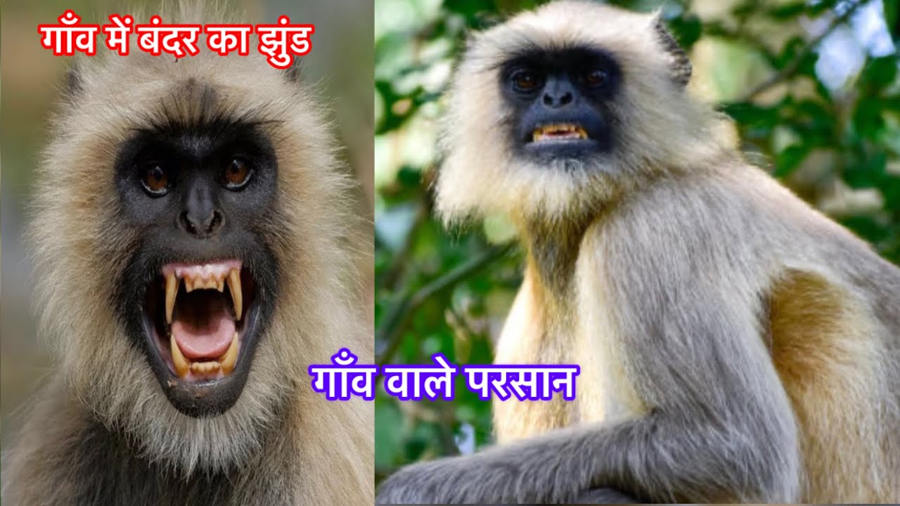 गाँव में आये बंदर 🐒 gaon me aye bandr 