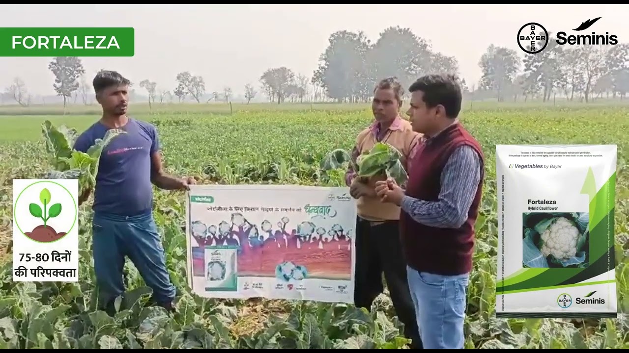Bayer Seminis - Fortaleza | देखिये क्यों किसान फ़ोर्टालीज़ा पर लाभकारी फसल के लिए विश्वास करते हैं