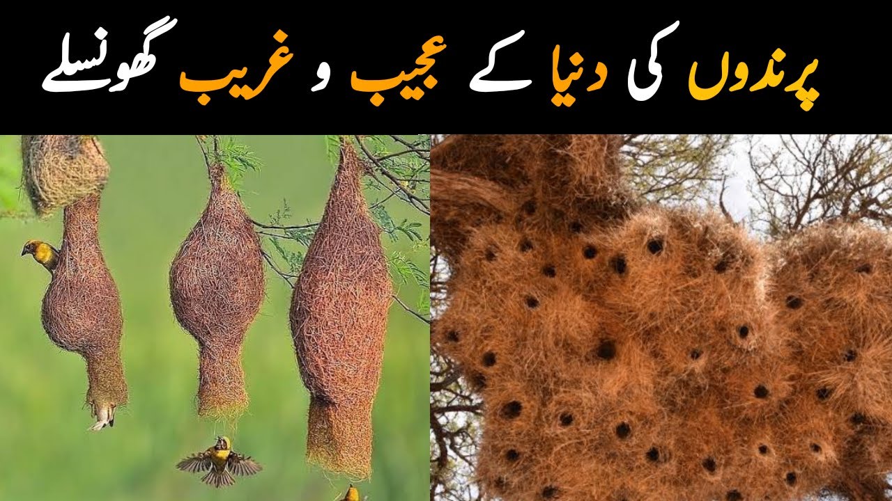 Top 10 Most Amazing Nests Built by Birds | Most Beautiful Bird Nests in the World | Documentary