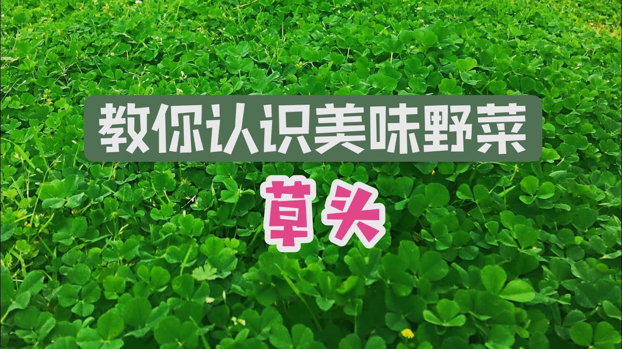 认识美味野菜---草头