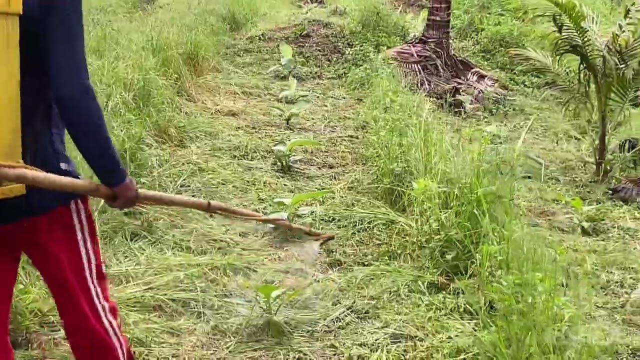 Tamang Pag apply Gamit ang RB Golden Green Foliar Fertilizer
