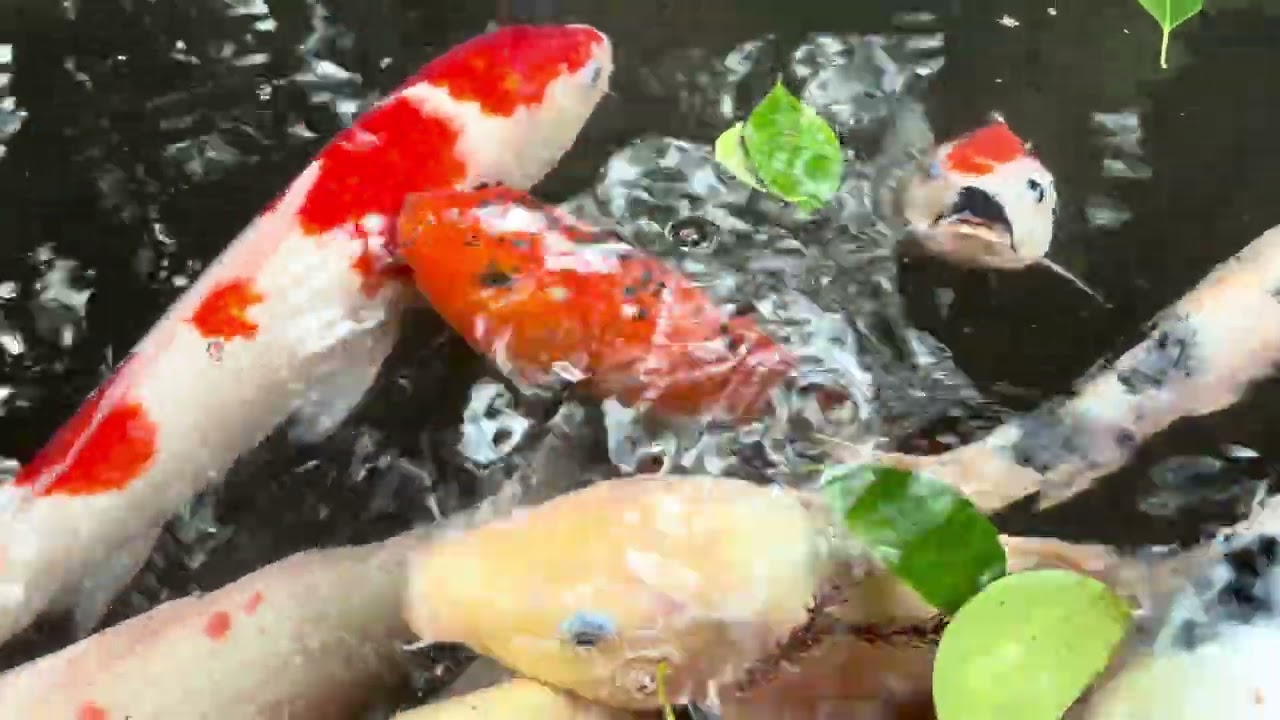 Carp 鯉 koi fish