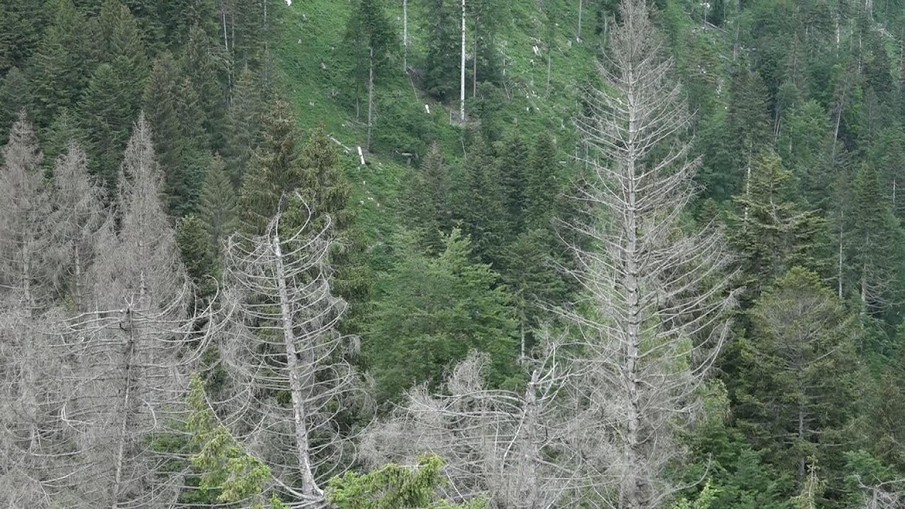 Val Visdende, in partenza un progetto sperimentale di difesa contro il bostrico