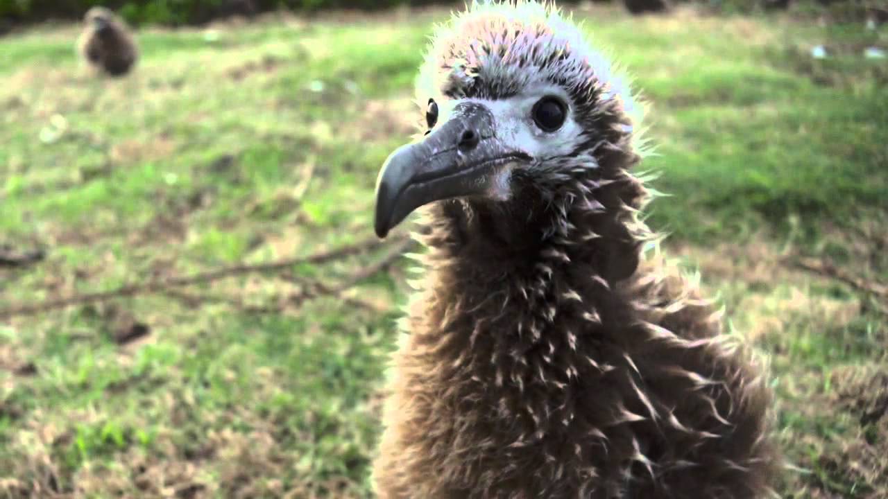 Albatrosul ucis - Tudor Gheorghe