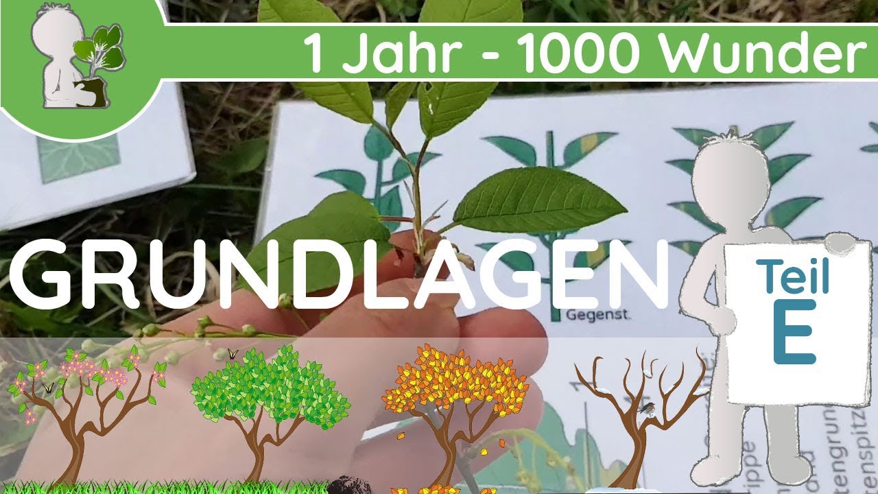 📚 1 Jahr - 1000 Wunder - Grundlagen Teil E (Blätter - Funktion & Stellung)  - Botanik-Grundlagen