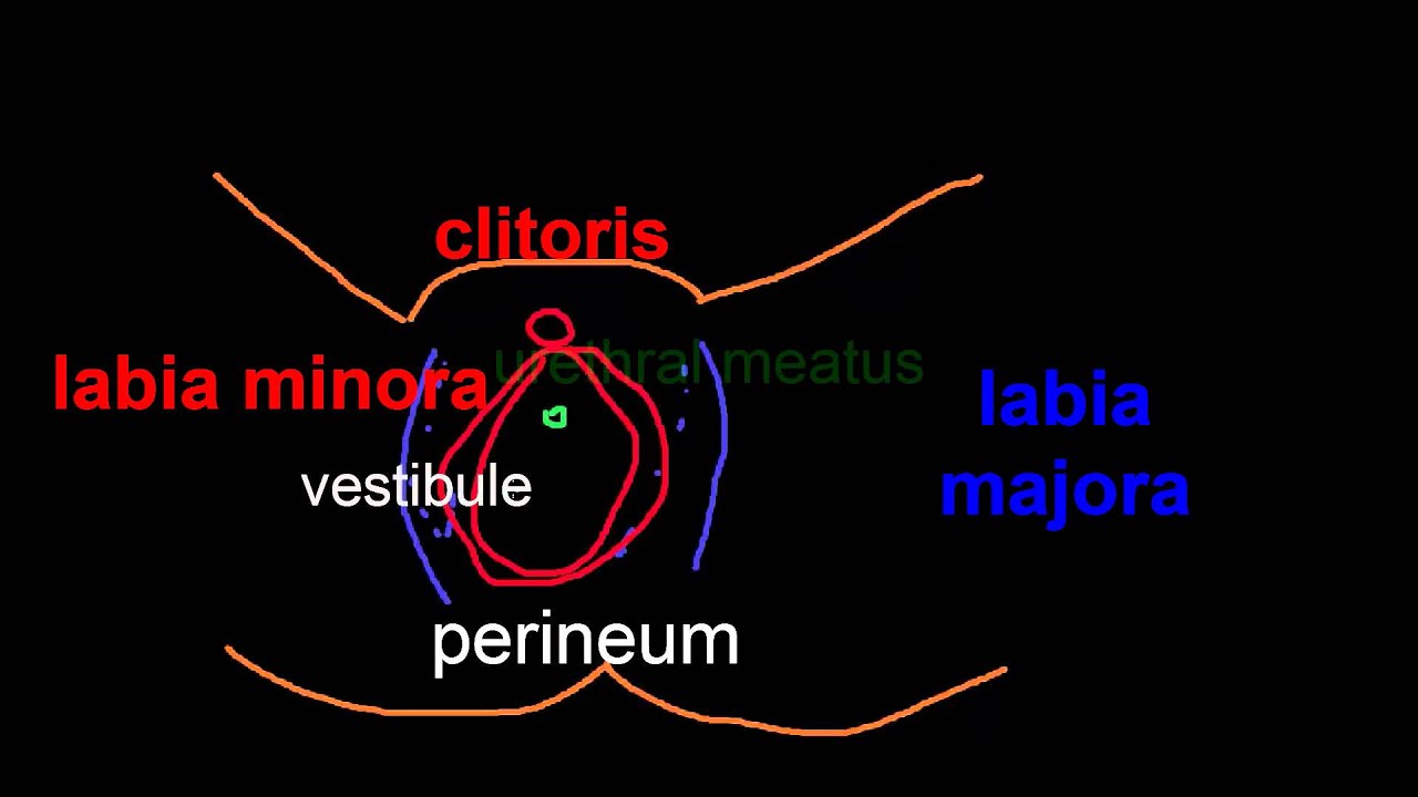 Topic 51: Vulvar Neoplasms