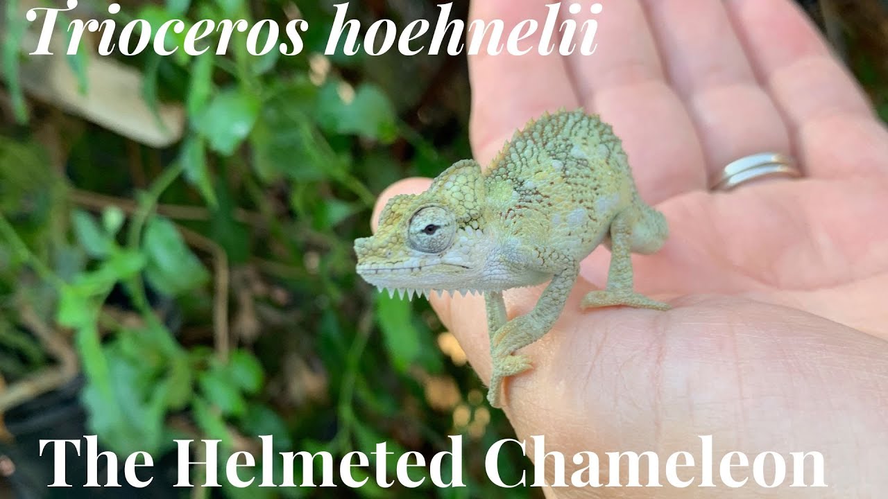 Познакомьтесь с хамелеоном в шлеме!