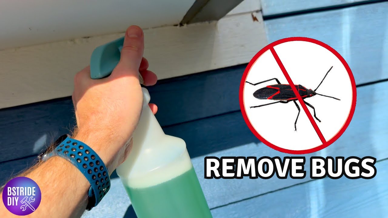 Non Toxic Method to Get Rid Of Box Elder Bugs