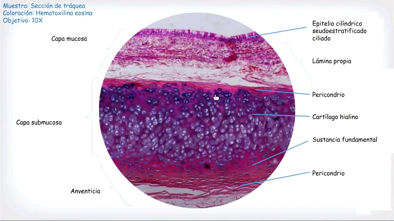 Histologia Practica 01