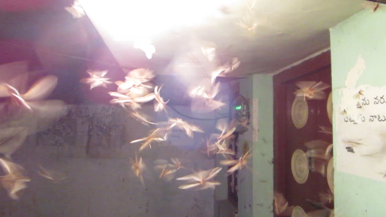 Termite Alates | Rain Moths | ಮಳೆ ಹಾತೆ | Mesmerizing Flying termites
