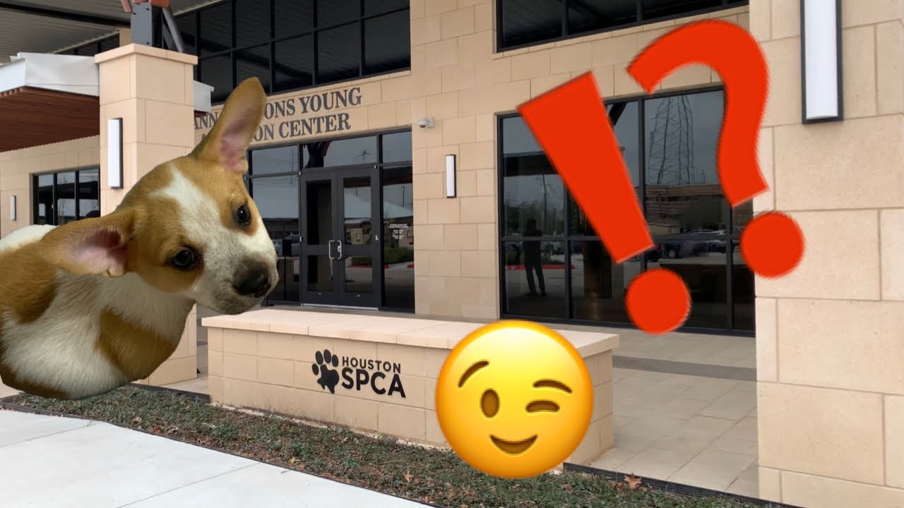 Visited Houston SPCA A Second Time To Look For Cassie’s Brother!! (Did We Adopt Again?!?)