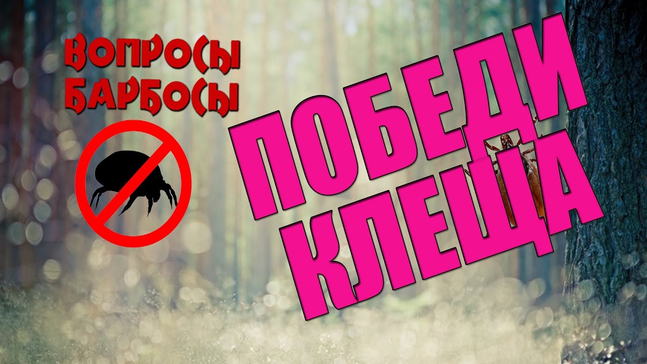 Как защитить собаку от пироплазмоза. Чем обрабатывать от клещей.