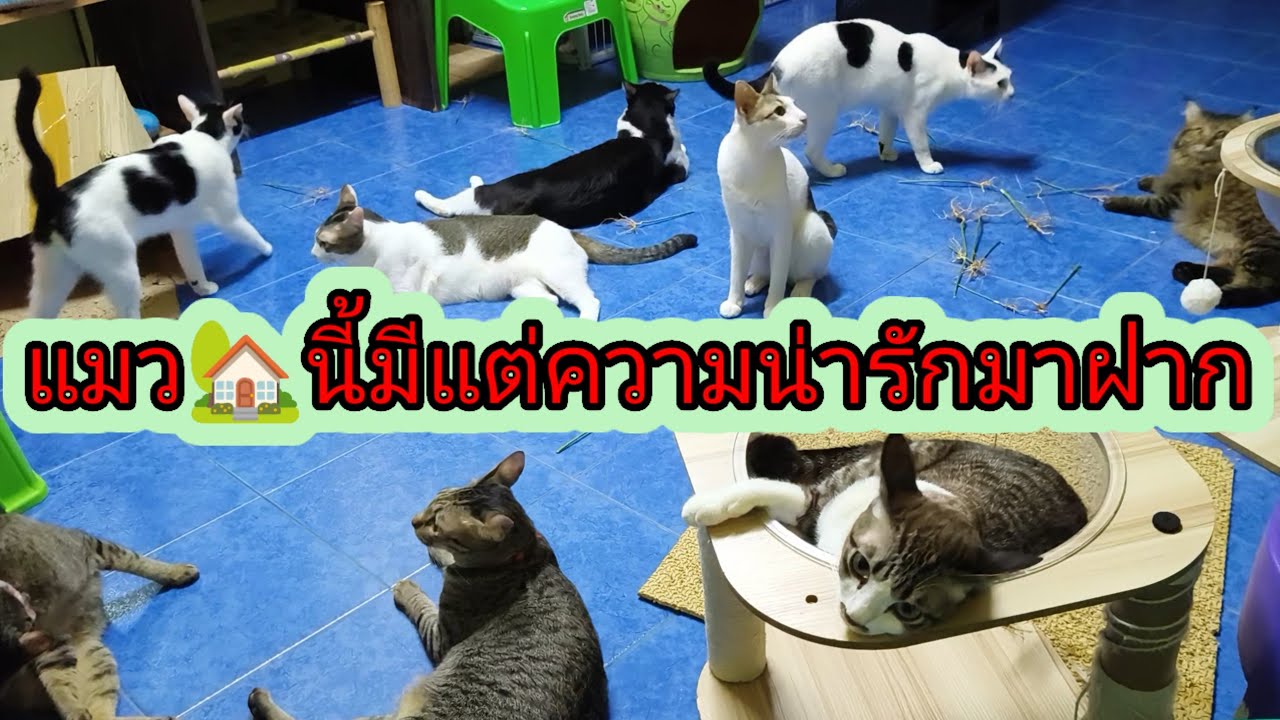 ไม่มีเรื่องดาม่ามีแต่เรื่องน่ารักของ😻#แม่กิ่งกับแมวจร 23/2/69