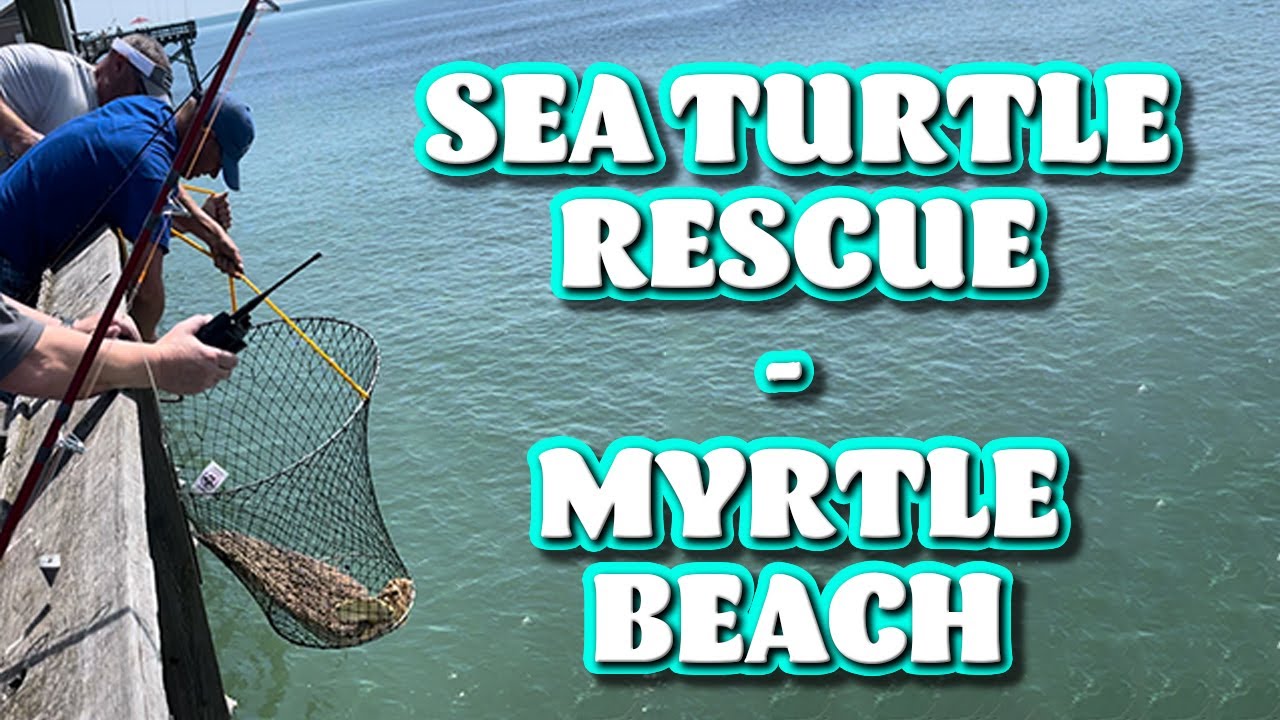 Sea Turtle Rescue on Apache Pier (Myrtle Beach, SC)