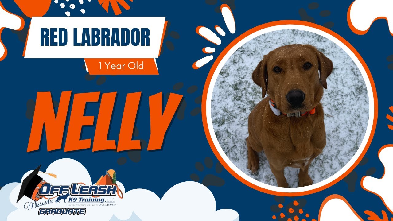 Nelly - 1 Year Old Lab | Best of Missoula Dog Trainers | Off Leash K9 Training Missoula