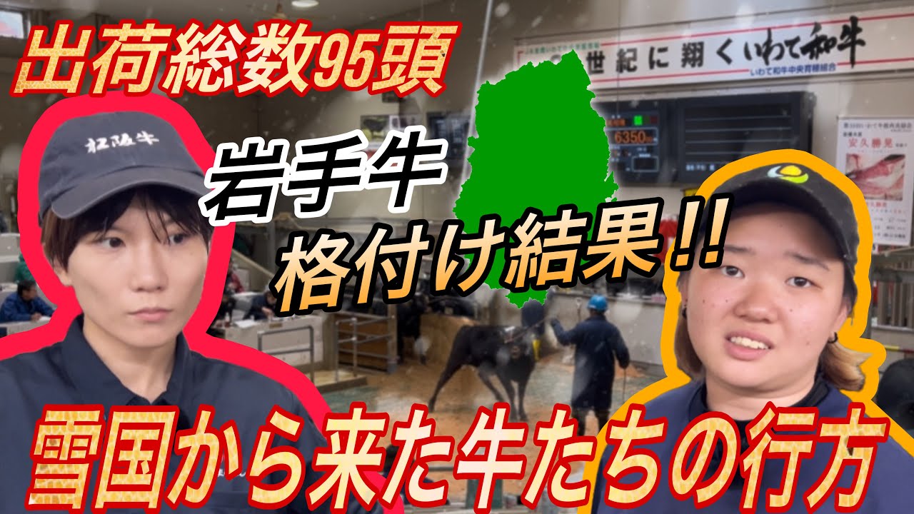 沖縄牛の2年後！格付け結果をいっちゃん＆なみちゃんが大公開！