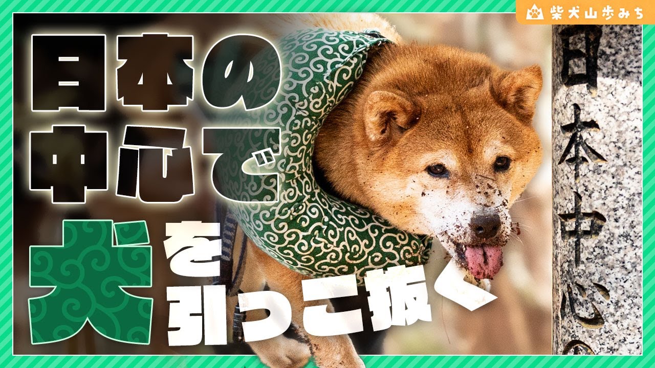 【柴犬散歩】日本のど真ん中で掘り当てた柴犬ドリーム｜信州辰野・大城山