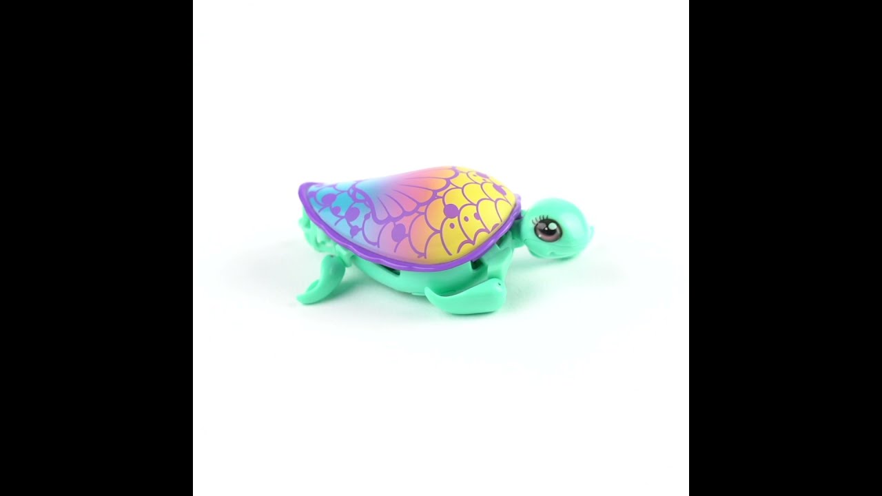 🐢☀️ Little Live Pets Turtle can swim in the water and walk on land!