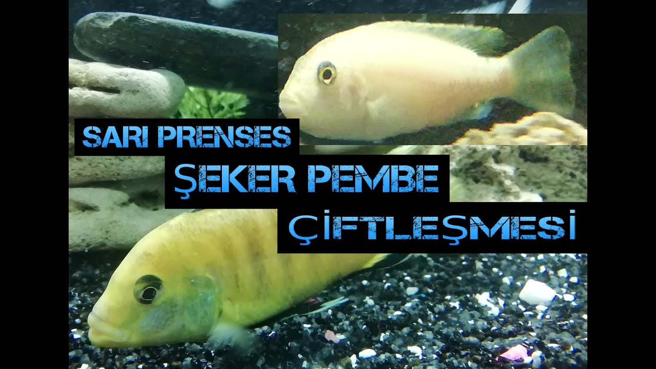 SARI PRENSES VE ŞEKER PEMBE CİKLET BALIĞI ÇİFTLEŞMESİ