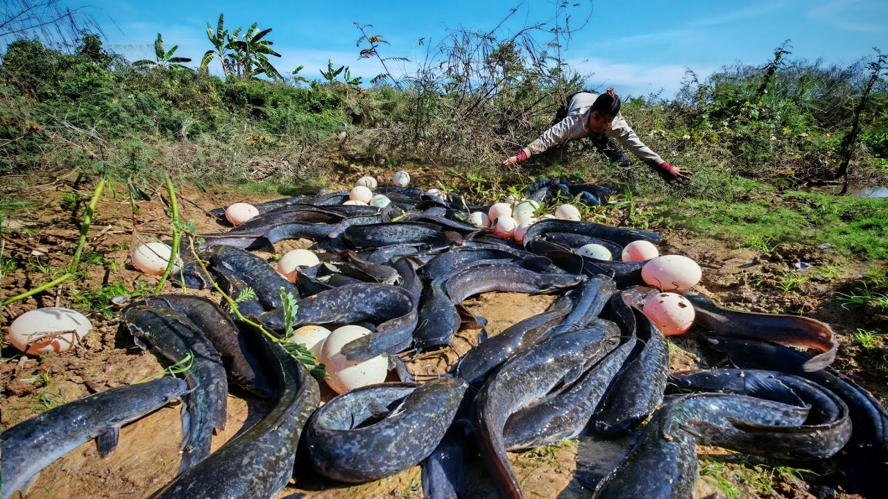 wow top fishing videos - catching a lot of fish and pick duck egg at rice field by hand skill