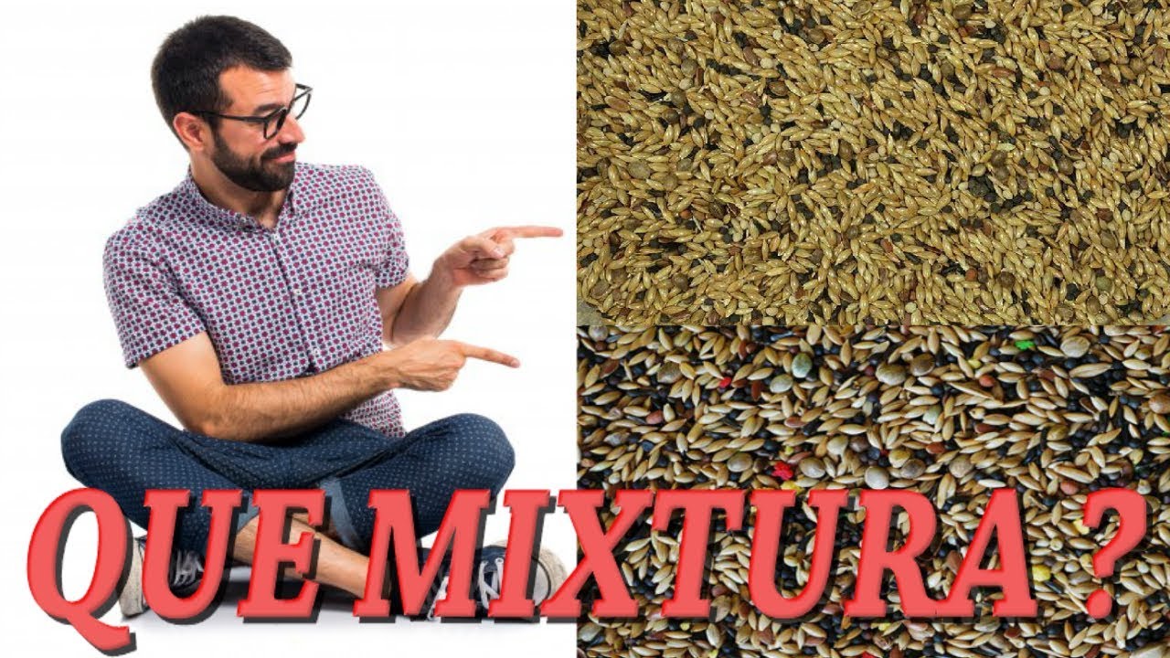 MEZCLA DE SEMILLAS (Cria de canarios)