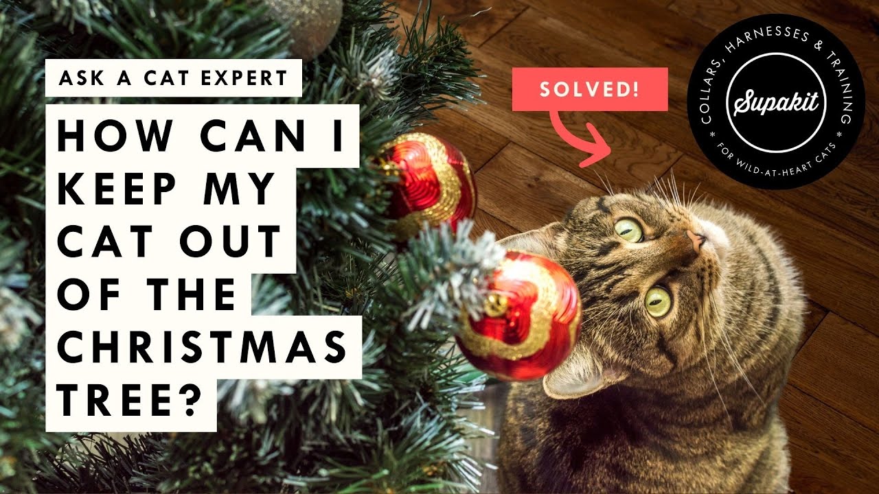 How to Keep Your Cat Out of the Christmas Tree