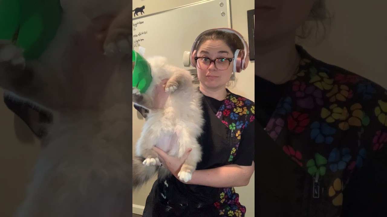 Ivy the Birman Cat Gets Groomed