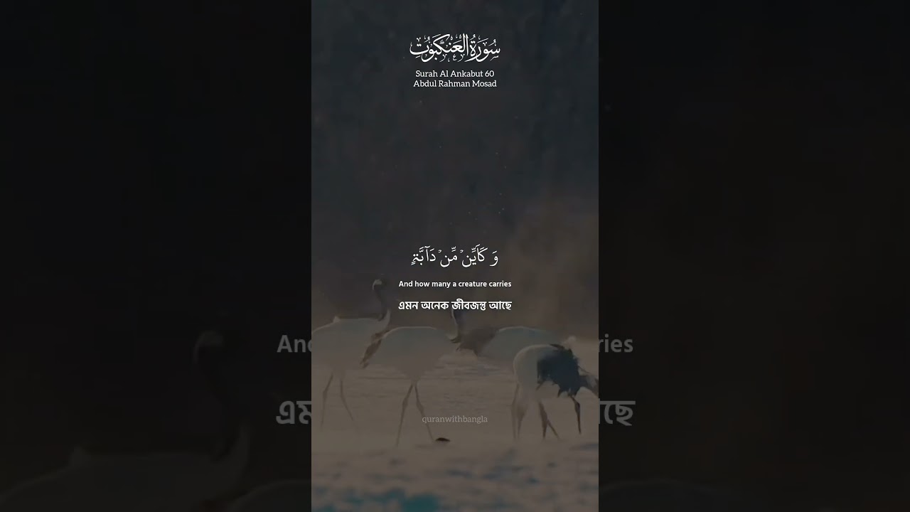 #taobao #gunaguna #nosihot #islam #islamic