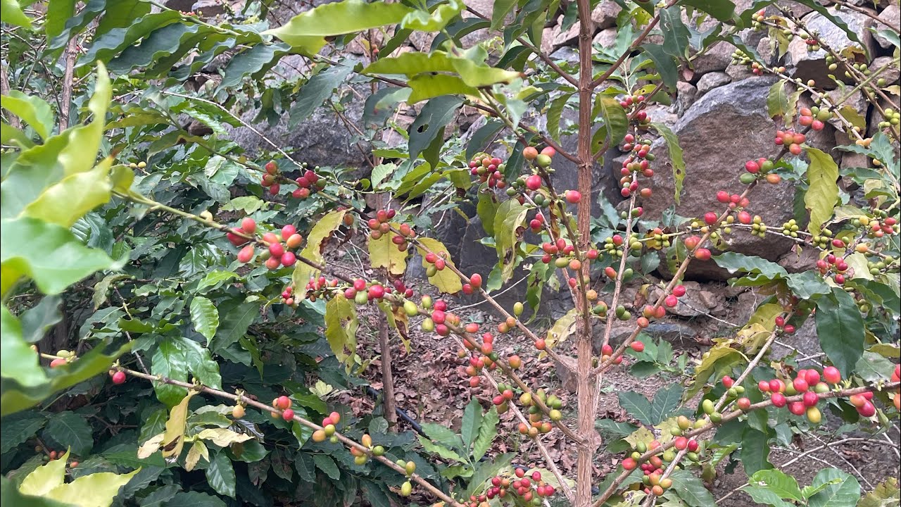 مزارع القهوة و قطفها وتقليم الاشجار 🍒 Coffee crop