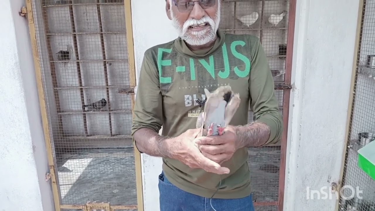 unlimited karna pura pigeon eye selection by Trichy shaik