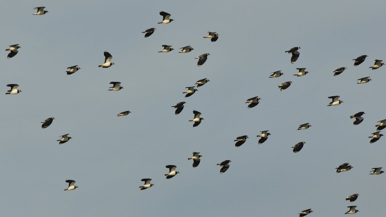 Lapwings, Lichens & Lagoons
