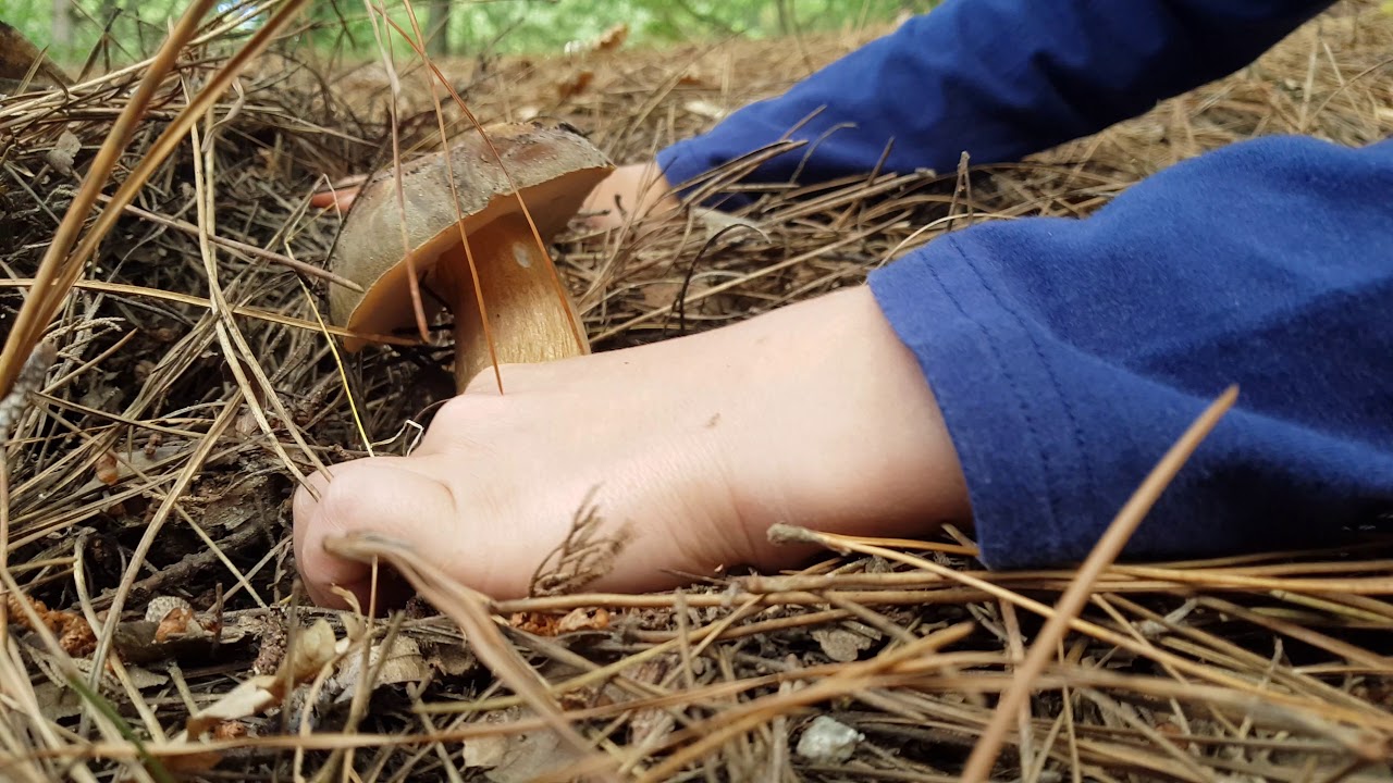 Porcini Peloritani Giugno 2018