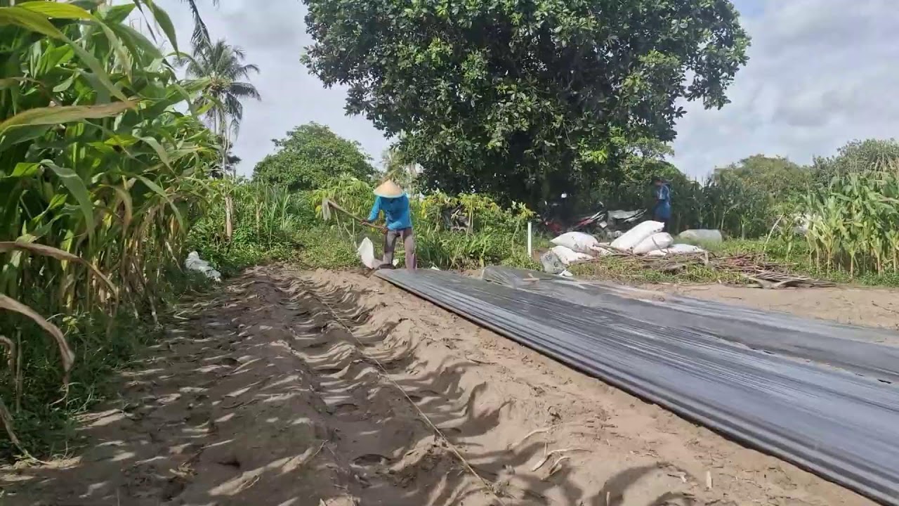 SECRET TRICKS FOR INSTALLING PLASTIC MULCH THAT FARMERS RARELY KNOW! -Agriculture Farming