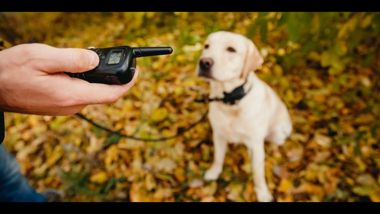 🔴CASTIGO POSITIVO - Collar electrico perro 😖🐶