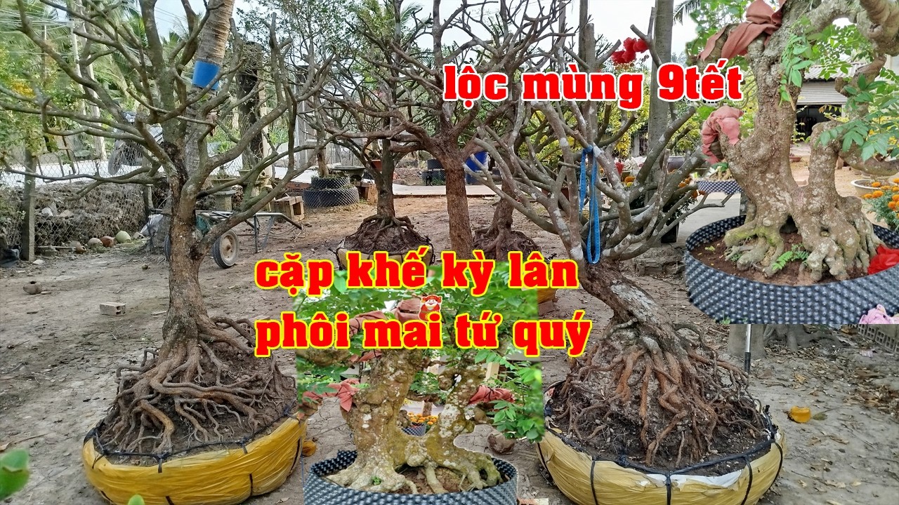 Phôi Mai Tứ Qúy Cặp Khế Kỳ Lân 0932946925 Trung  | Tứ Qúy Miệt Vườn