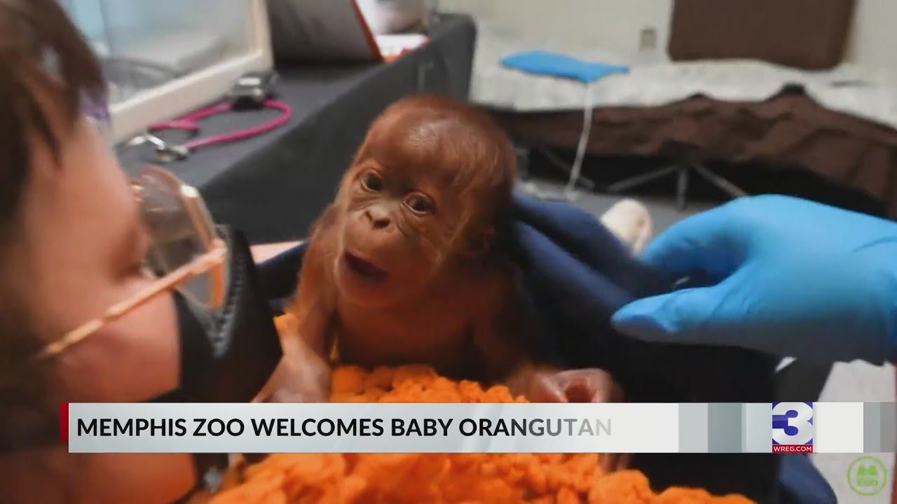 Memphis Zoo welcomes baby orangutan