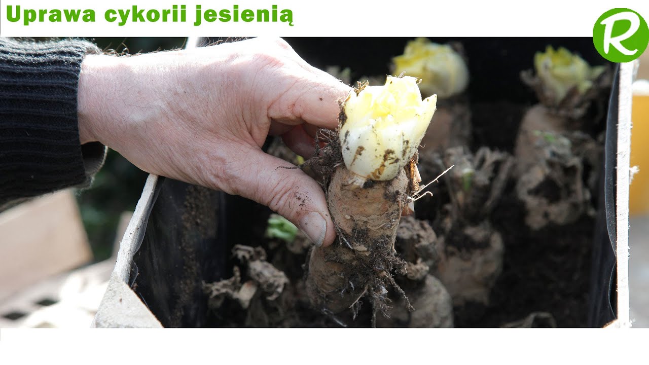 Uprawa cykorii jesienią