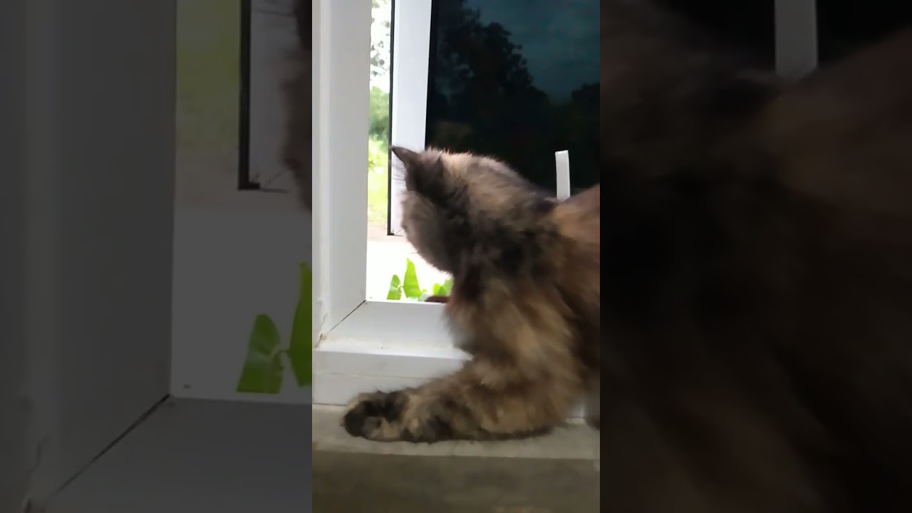 "Милый маленький котенок" Меллоу сидит в окне дома || 