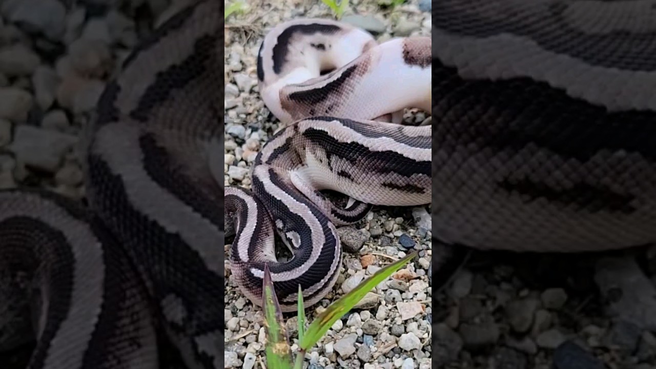 Axanthic Pied 