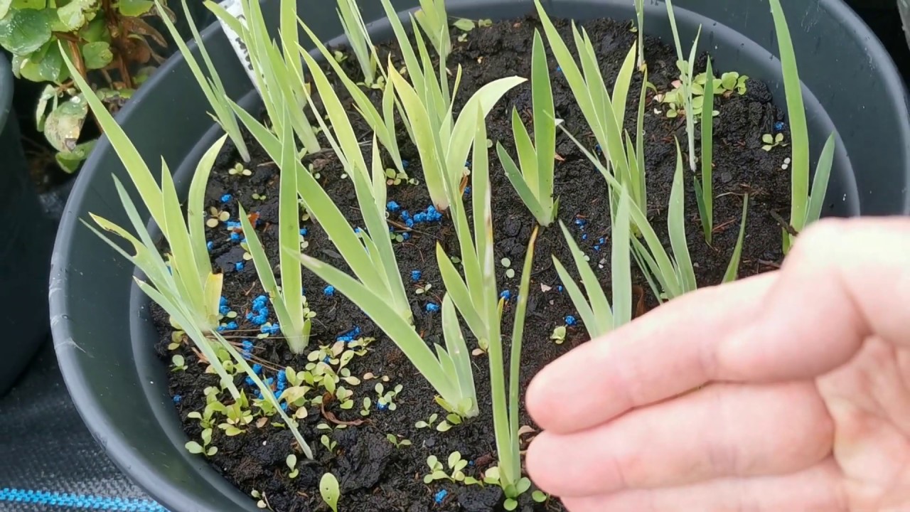 Iris seedlings and seed pods developing from tulips, irises and aztec lily, Sprekelia formosissima