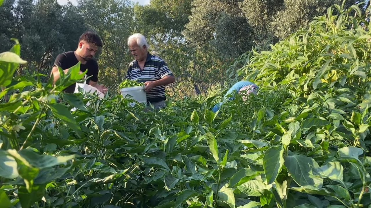 OĞLUM,ANNENESİ ,DEDESİNLE BERABER PAZAR HAZIRLIĞI YAPIYORLAR💢
