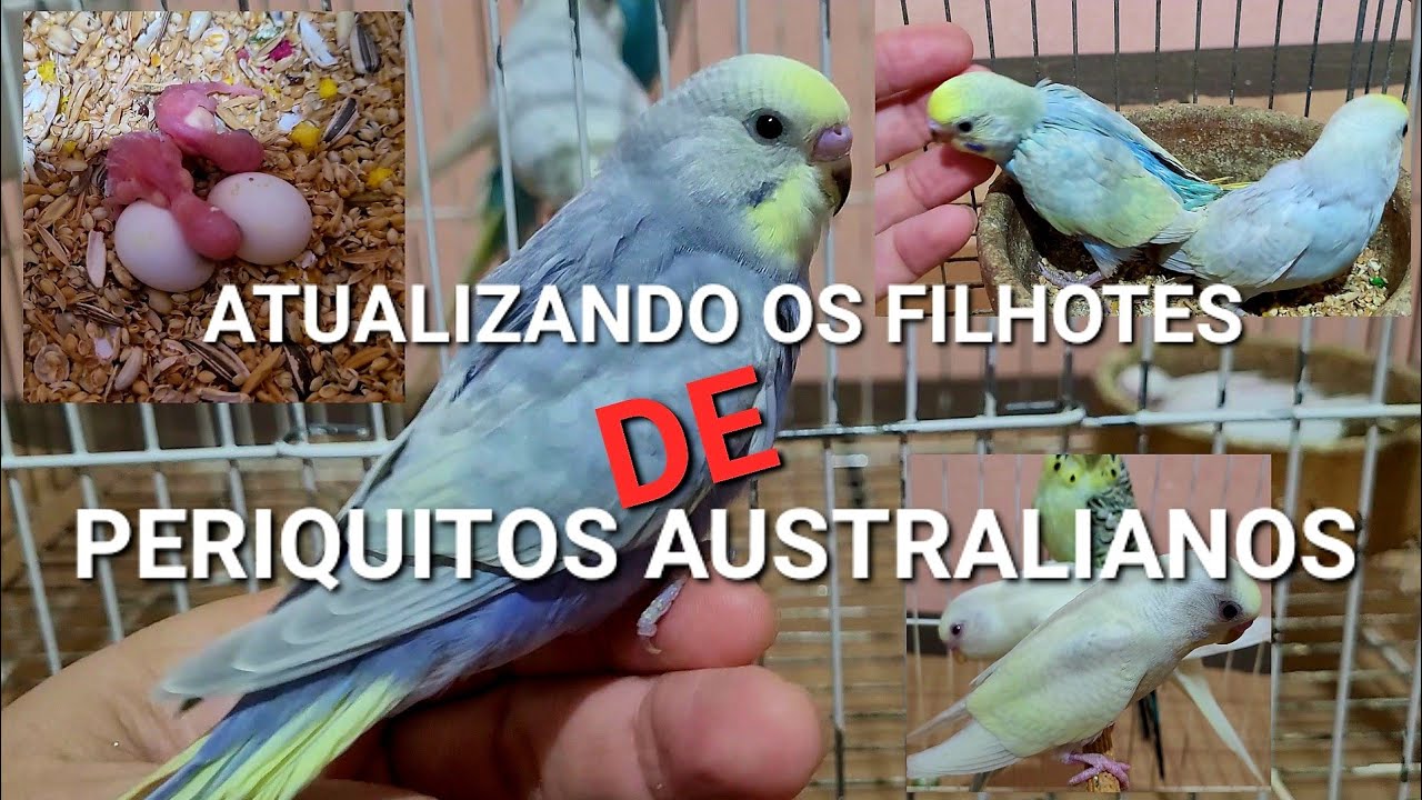 Mostrando os filhotes de periquitos Australianos de várias mutações
