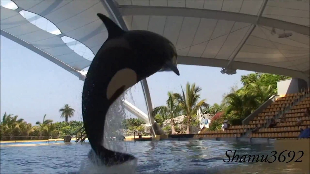 Splash Zone - Loro Parque