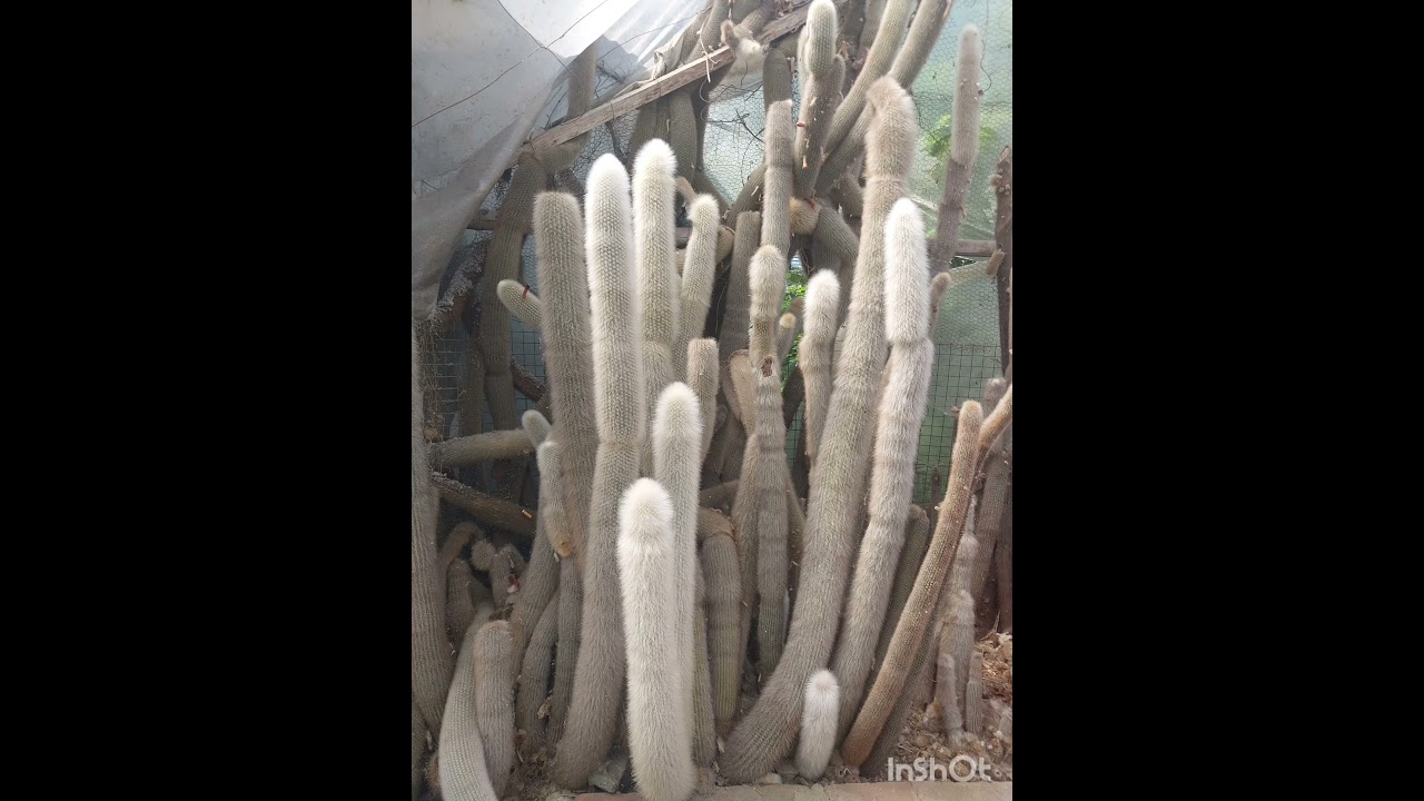 #kalingpong #orchid garden#viral#viralvideo #trending #minivlog #viralshort #viralshorts #shorts